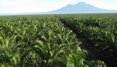 ɭ��������-׷�󿵽�,����һ������